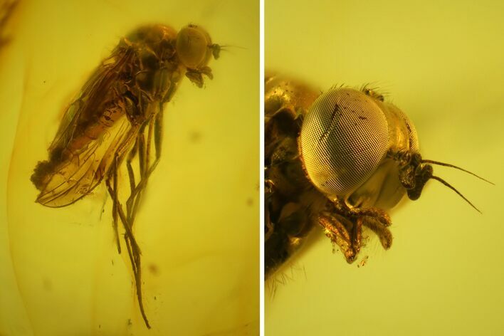 Large, Detailed Fossil Fly (Diptera) In Baltic Amber #150726